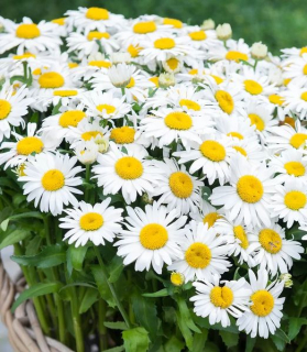 Leucanthemum x superbum 'Ooh La LaGrande'